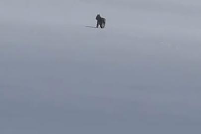 Adilcevaz’da kar üzerinde vaşak görüntülendi