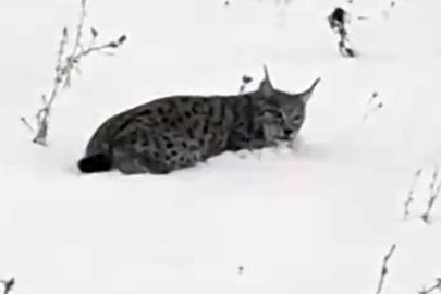 Ağrı’da yorgun düşen vaşak kameralara yansıdı