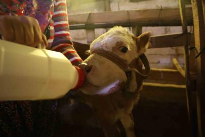 Annesi ölen buzağıyı elleriyle besliyorlar