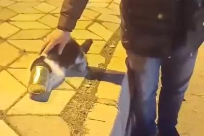 Başına konserve sıkışan kedi kurtarıldı