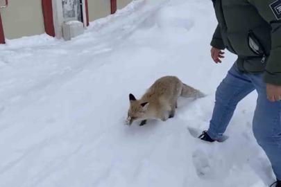 Bingöl’de aç kalan kızıl tilki şehir merkezine indi