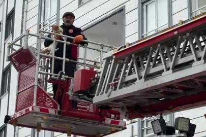 Çatıda mahsur kalan kedi kurtarıldı