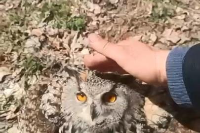 Doğada bulduğu puhu kuşunu ‘fıstık’ diyerek sevdi