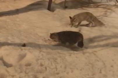 Hakkari’de tilki ile kedinin şaşırtan görüntüsü