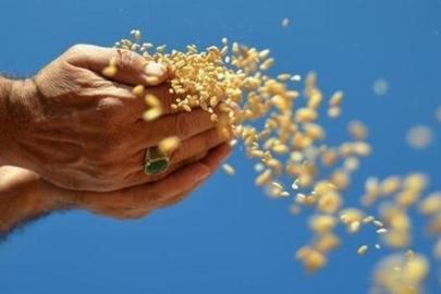 Hububat, bakliyat, yağlı tohumlar ihracatı 1 milyar dolara yaklaştı