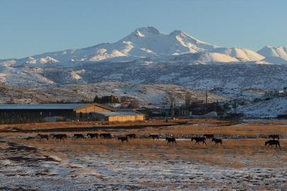 Hürmetçi Sazlığı’nda yılkı atları gün batımında görsel şölen sundu