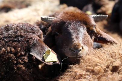 İngiltere'de kan donduran sadistlik: Koyuna işkence edip havai fişekle patlattılar