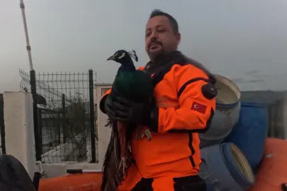 İzmir İtfaiyesi sessiz canlar için zamanla yarıştı