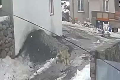 Kars ve Ardahan'da Yiyecek Bulamayan Yaban Hayvanları Yerleşim Alanlarına İndi