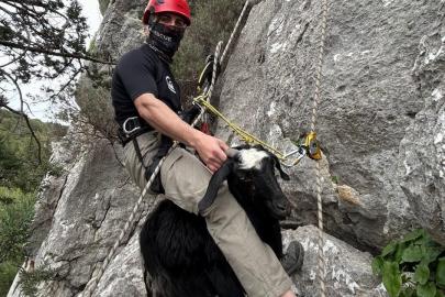 Kayalıkta mahsur kalan keçi ve kuzusunu itfaiye kurtardı