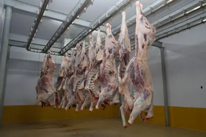 Kocaeli Mezbahası’nda hijyenik ve helal kesim