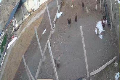 Kümese giren tilki tavuğu alıp götürdü: O anlar kamerada