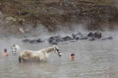 Manda ve atların kışın ortasında kaplıca keyfi