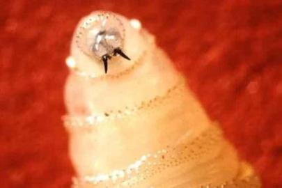 SON DAKİKA HABERLER: .Et yiyen parazit! Tek seferde 300 yumurta bırakıyor: Vücuda girdiği anda...