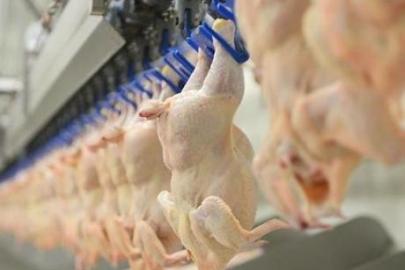 Son dakika: Tavuk ürünleri ihracatı yarın durdurulacak