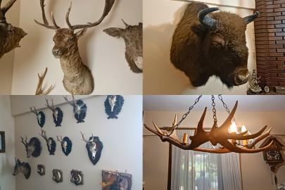 Tekirdağ’da 40 parça tahnit ve trofe ele geçirildi