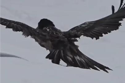 Tunceli’de karlı arazide kara akbaba görüntülendi