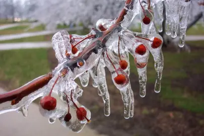 Uzmanlar uyarıyor: Meyve bahçelerinde don riski için mikro-sprinkler çözümleri öne çıkıyor