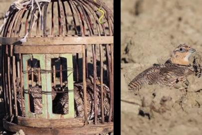 Adana’da bağırtlak kuşlarını yasa dışı avlayan kişiye ceza