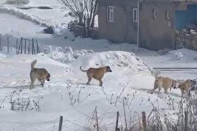 Ağrı’da başıboş köpek sorunu hem can hem mal güvenliğini tehdit ediyor