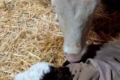 Bayram sabahı doğan buzağıyı görünce türküler söyledi