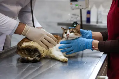 Bursa'da yaralıya kediye Büyükşehir şefkati