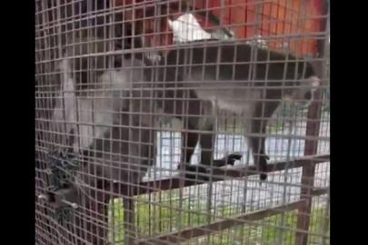 Denizli’de işletmede bulunan 3 örümcek maymunu koruma altına alındı