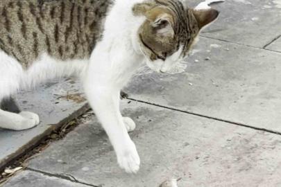 Fareden oscarlık performans: Kediden kurtuluşu ölü taklidinde aradı