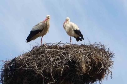 Hasköy’de leylekler aynı güzergahta 18 yuvayı doldurdu