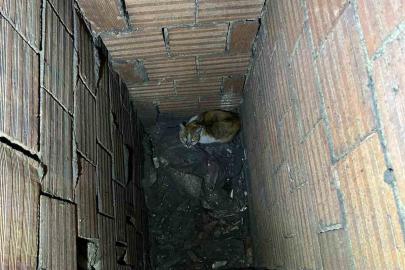 Havalandırma boşluğuna düşen kedi kurtarıldı