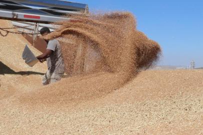 Hububat üretiminde bu yıl yüksek verim bekleniyor