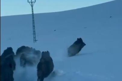Karlı köy yolundaki domuz sürüsü kamerada