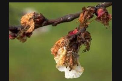 Kayısı üreticilerine monilya hastalığı uyarısı