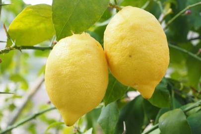 Limonda ithalat vergisi yeniden düzenlendi