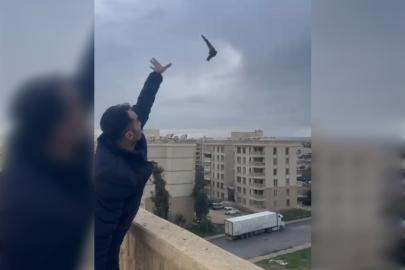 Mardin’de bitkin halde eve giren ebabil kuşu doğaya salındı