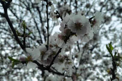 Mersin’de Bahar erken yüzünü gösterdi, kayısı ağacı çiçek açtı