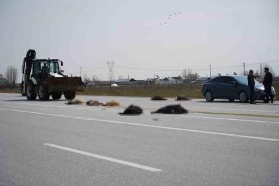 Muş-Bingöl karayolunda SUV tipi araç keçi sürüsüne çarptı: 10 hayvan telef oldu