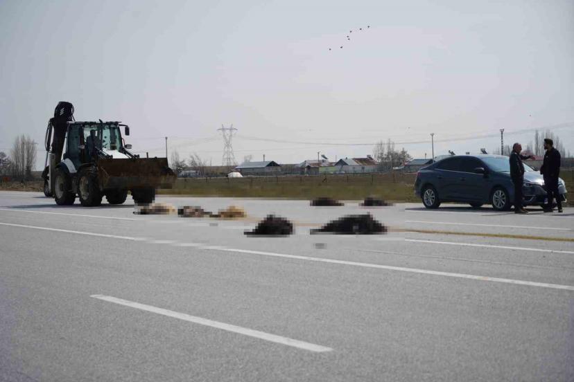 Muş-Bingöl karayolunda SUV tipi araç keçi sürüsüne çarptı: 10 hayvan telef oldu