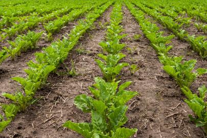 Pancar üreticilerine 16 milyar 902 milyon TL ödeme yapıldı