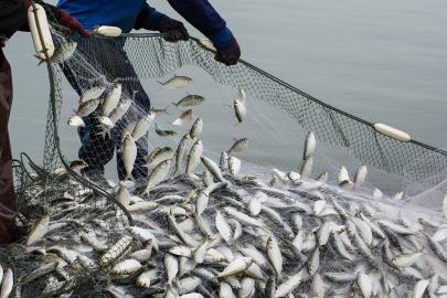 Su ürünleri sektörü 2026'da yeni rekor bekliyor