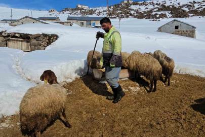 Süphan Dağı’nın eteğinde zorlu hayvancılık