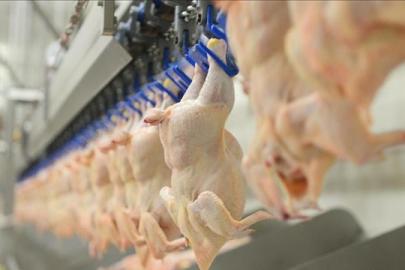 Tavuk eti üretimi ocakta arttı