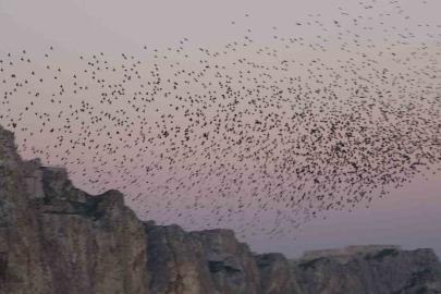 Van Kalesi’nde eşsiz bir gösteri: Sığırcık kuşları havada dans etti