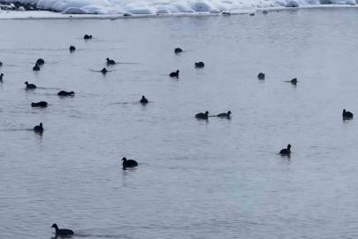Van’da Kaz Gölü kuşların mekanı oldu