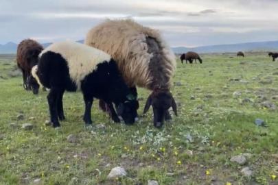Ağrı’da küçükbaş hayvanlar meralara çıkarıldı