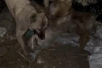 Ahıra girmeye çalışan kurdu kangallar telef etti