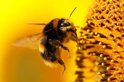 Araştırma: Arılar gerçekten sayı sayabiliyor