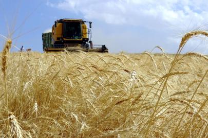 Çaycuma'da dev tarım yatırımı: 1000 kişilik istihdam