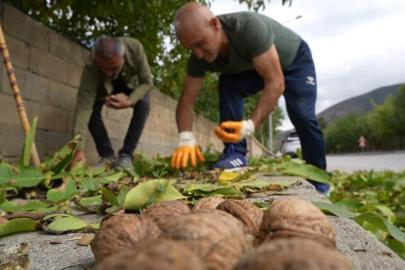 Ceviz üreticilerine antraknoz uyarısı