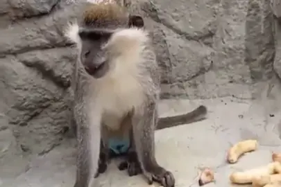 Denizli’de fırtınadan kaçan maymun yeniden korumaya alındı